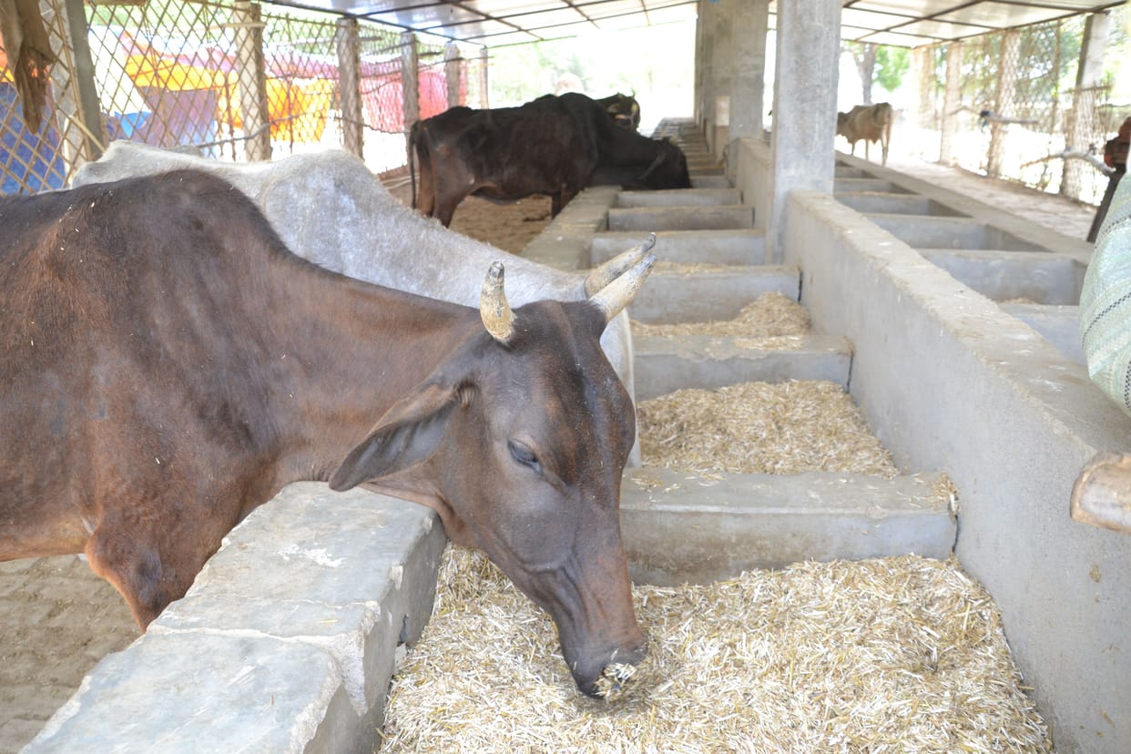 Kanpur dehat : To hide the death of cattle, dead body was buried in Kharakpur cow shelter site, after seeing the photo, Panchnama was done
