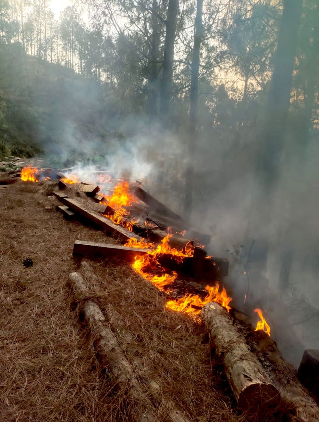 Sumadi exploded in the fire, the forest of Khola and Khandah