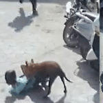 विदिशा में छह साल की बच्ची पर कुत्ते ने हमला बोला।