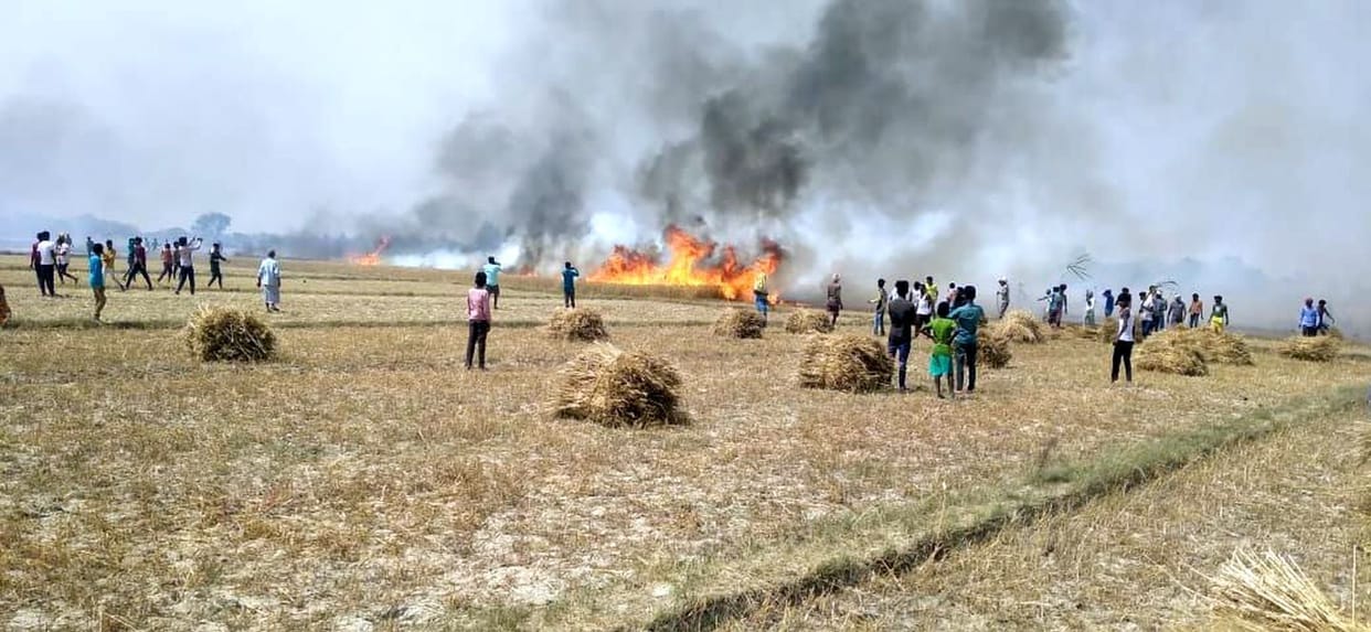Fire destroyed 100 bighas of wheat crop