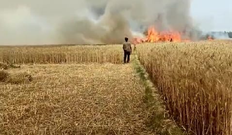 30 acres of wheat burnt in the fire in village Bhatpurwa