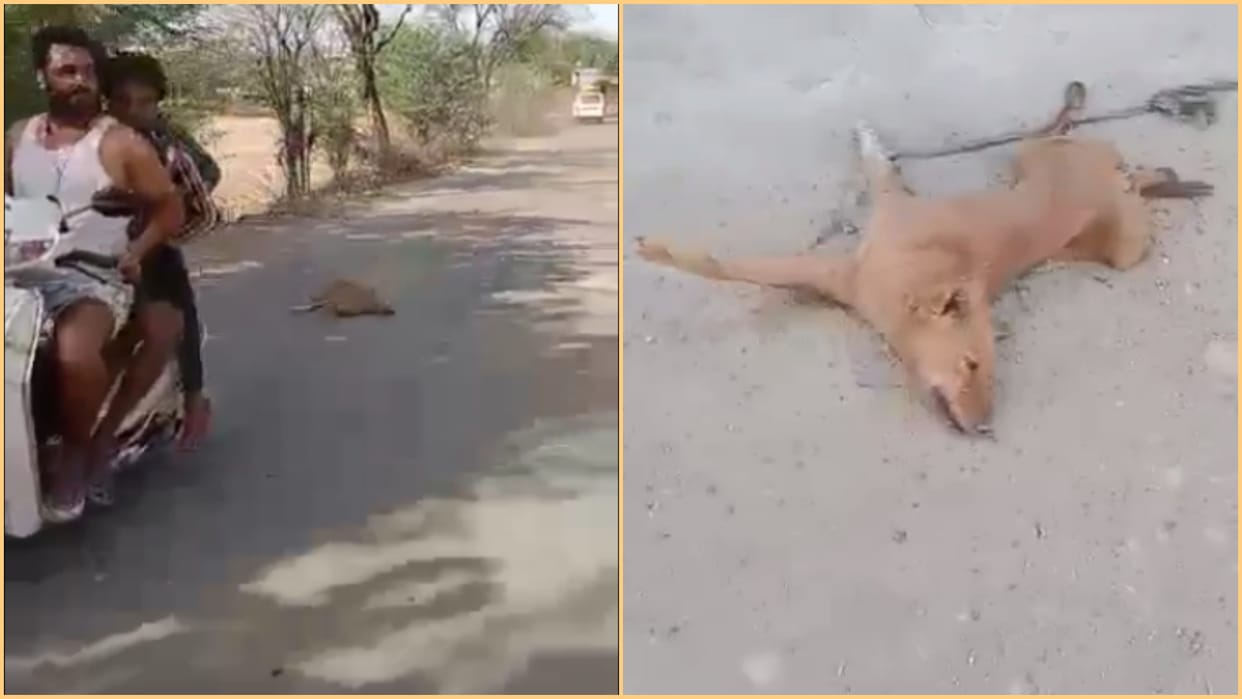 Three accused arrested in case of dog died after being dragged by scooty in Ajmer