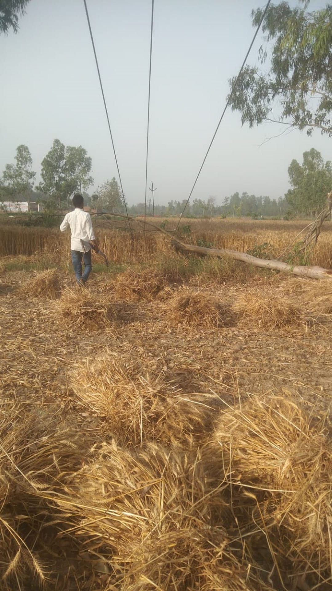 Trees fell on power lines due to strong wind, supply stalled