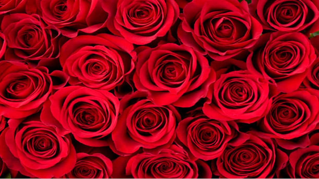 Change your Life With These Gulab Ke Phool Ke Upay in Hindi