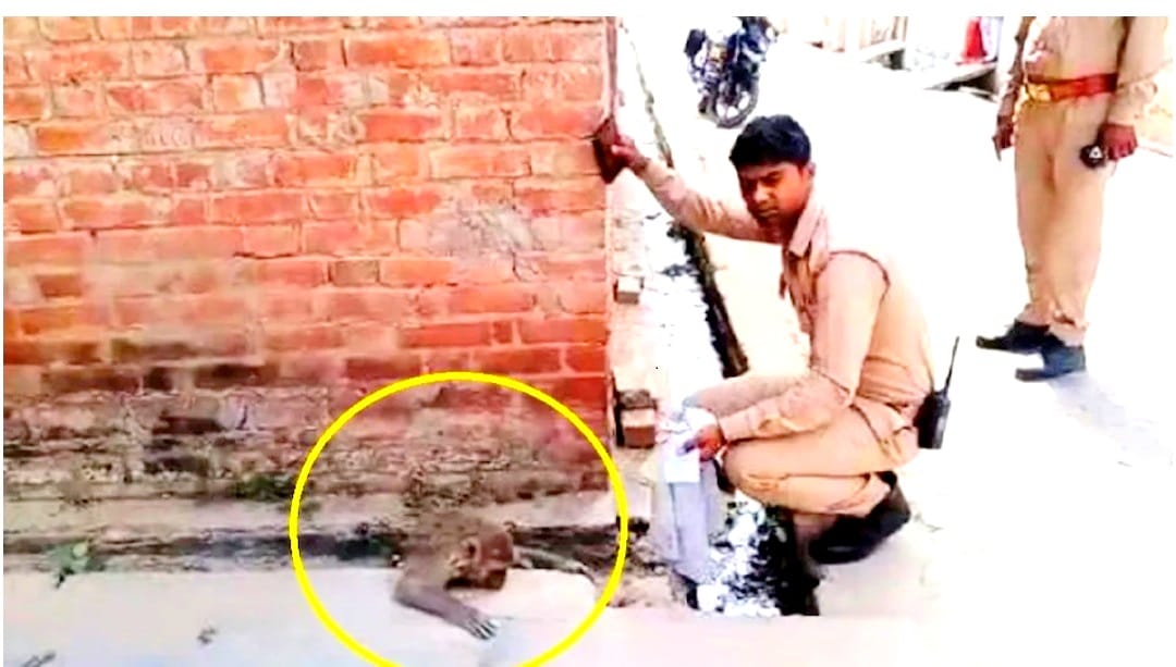 Police constable saved the life of a female monkey in Fatehpur, video went viral on social media