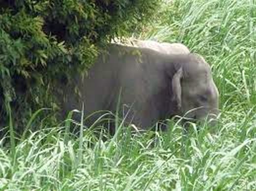 Nepalese elephant reached the village after crossing Sharda river, stampede