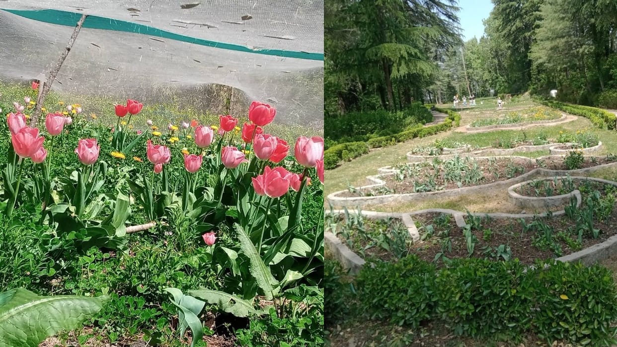 Adverse weather conditions tulip withered due to no rain in Craignano Nature Park shimla himachal pradesh