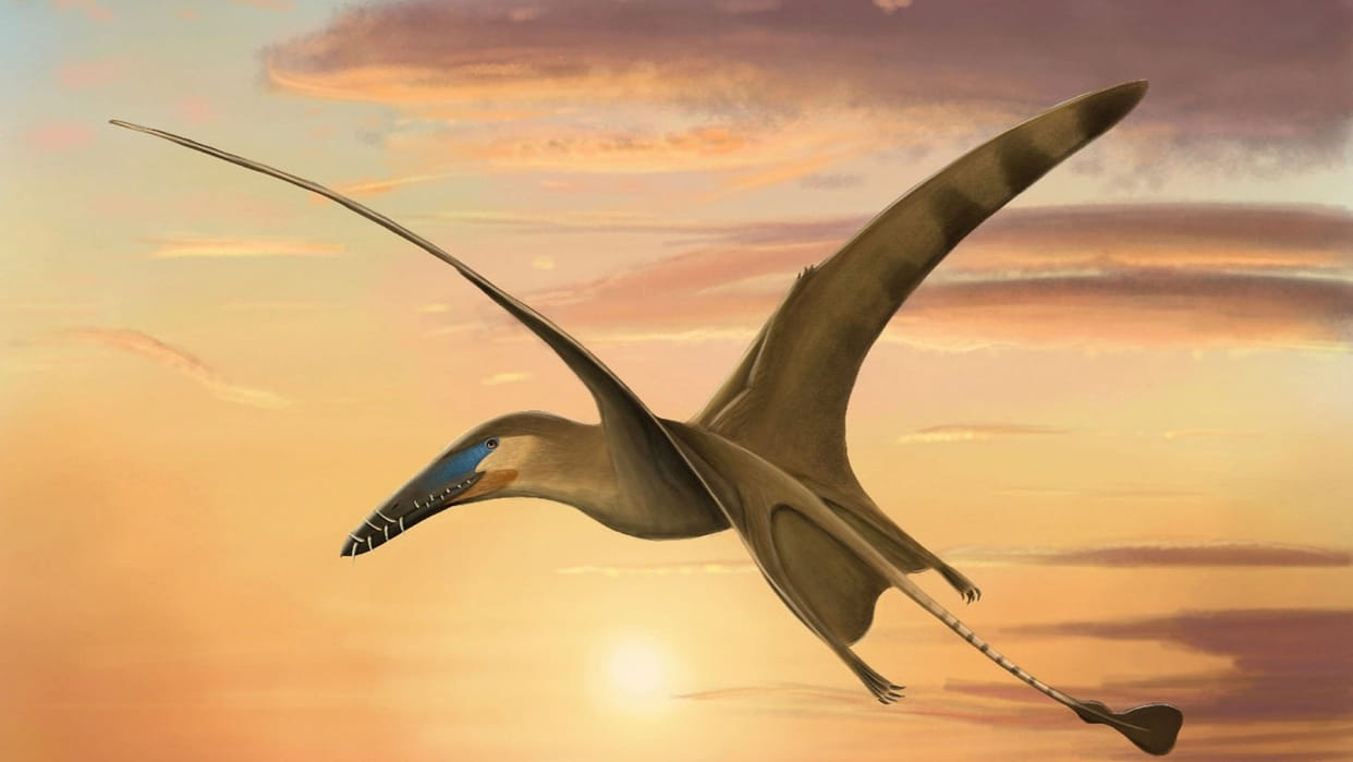 Pterosaur Skeleton Found in Britain Dangerous Hunter Ruled In Sky Million Years Ago News in Hindi