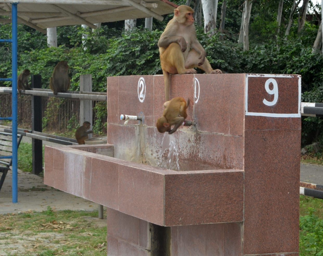Thirty thousand monkeys are troubling in Badaun, life in the face