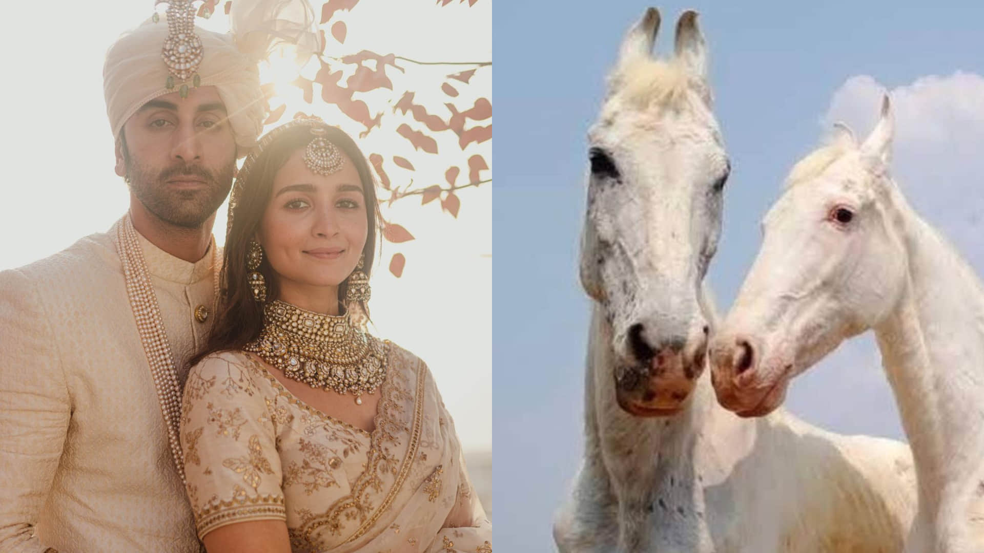 Filmy Wrap KGF Chapter 2 Worldwide Collection Kanpur police cut varun dhawan challan Shah Rukh Khan starts shooting with rajkumar hirani alia ranbir wedding Read 10 news from the entertainment world