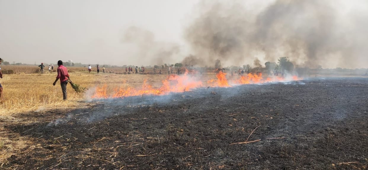 Stubble of five bighas destroyed by burning
