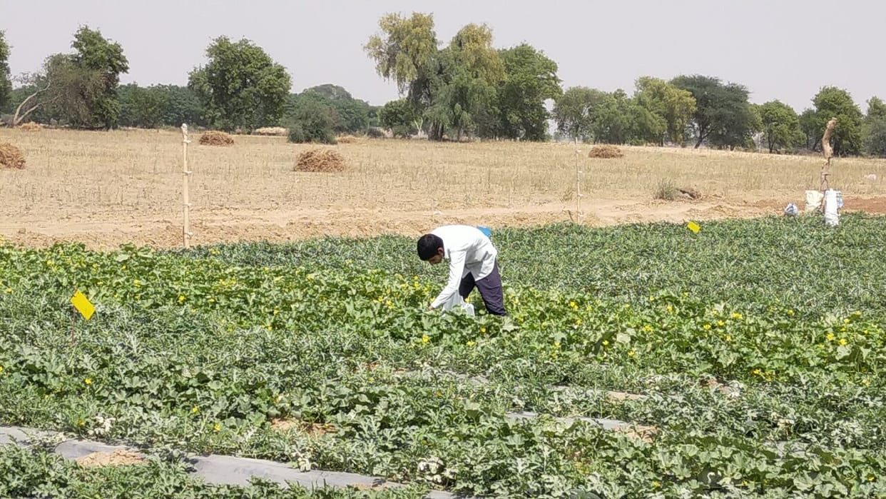 Farmers of village Jodkiyan Premsukh and Mahavir are earning 3000 per day by selling vegetables