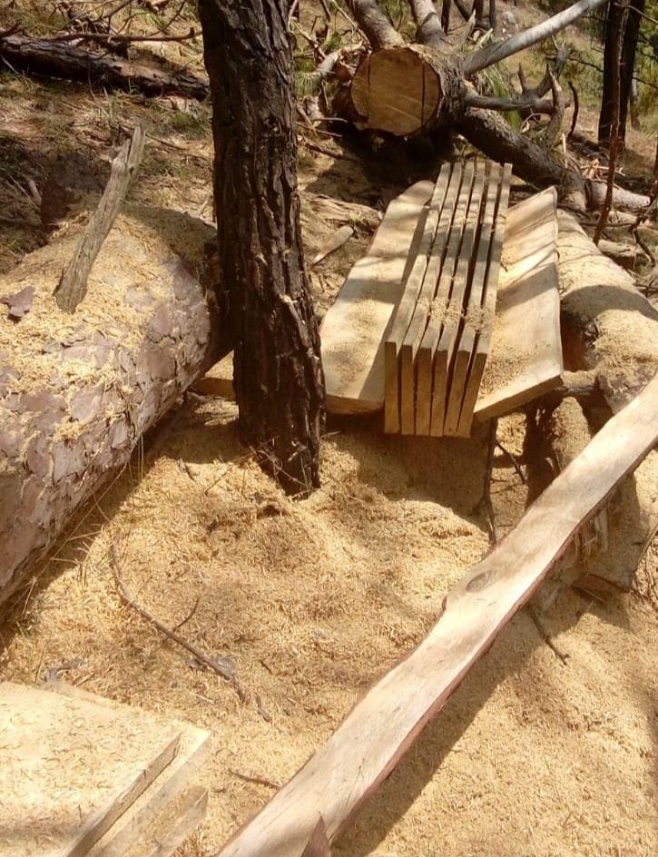 Tree Cutted At Reserve Forest