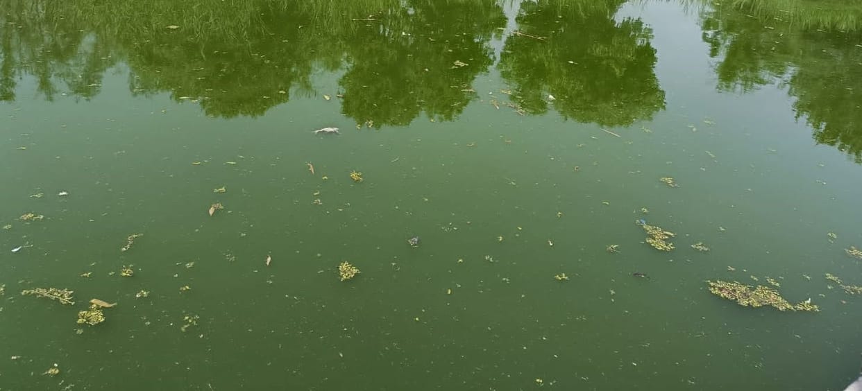 In the mini zoo of Bhiwani, the fishes died in the alligator's enclosure, the foul smell spread