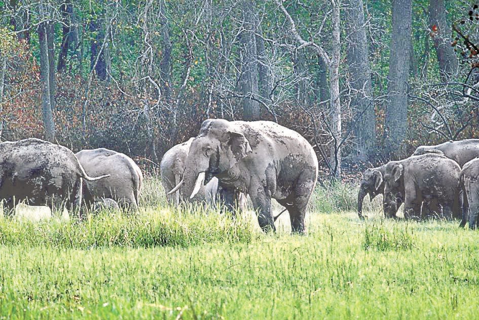Elephants' chirping will resonate in PTR's forest from next month