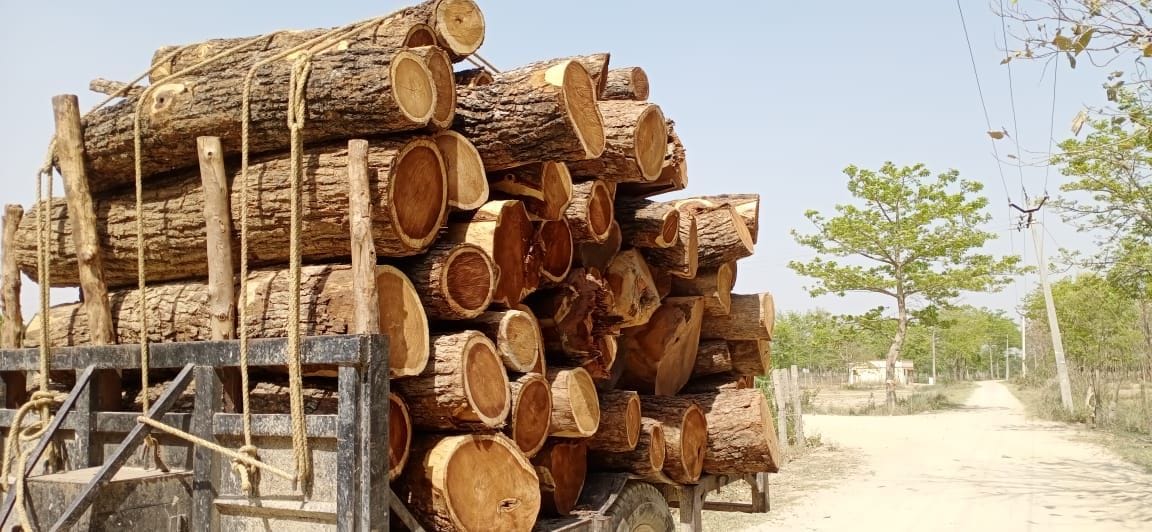 crime,wood