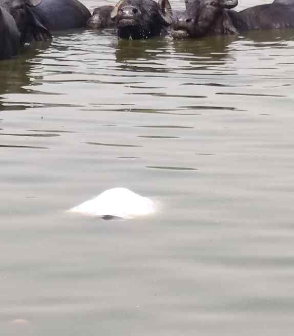 The groom's uncle who came in the procession died due to drowning in the johad