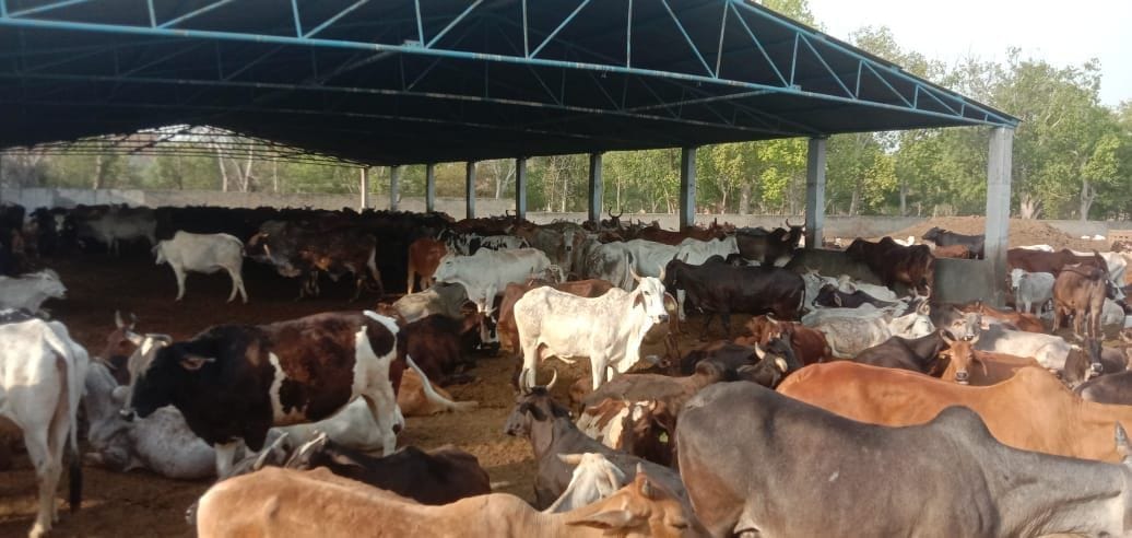 Broken ends in cowsheds for three days, traders are not sending Turi trolleys to Sirsa due to fear of heavy challan