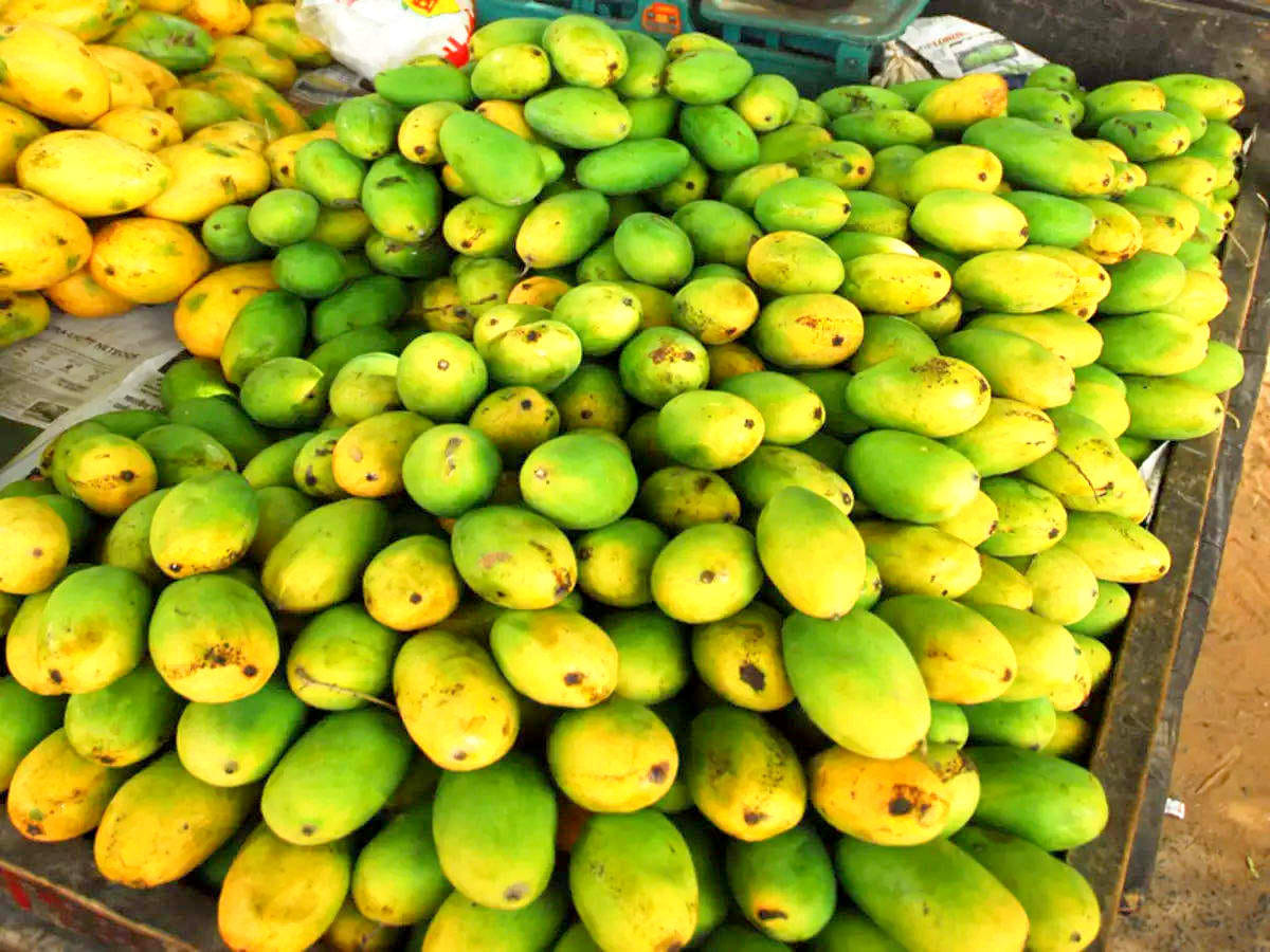 Due to bad weather yield of mangoes has reduced by half, fruit will be sold expensive