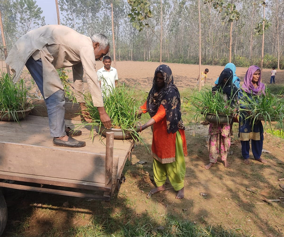 Women becoming self-sufficient by preparing sugarcane plants