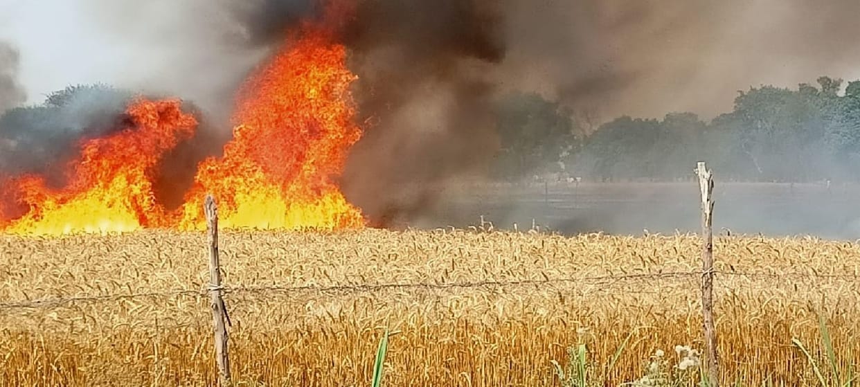 125 bighas of wheat crop burnt due to fire