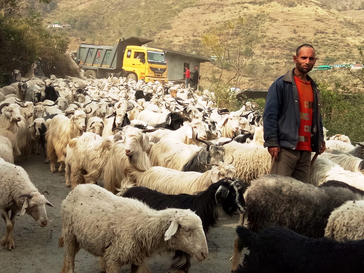 Mercury rises in low-lying areas, sheep herders move to the mountains