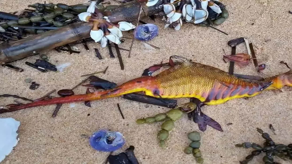 Australia Mysterious creatures seen on the coast of Australia experts surprised to see dead seadragon