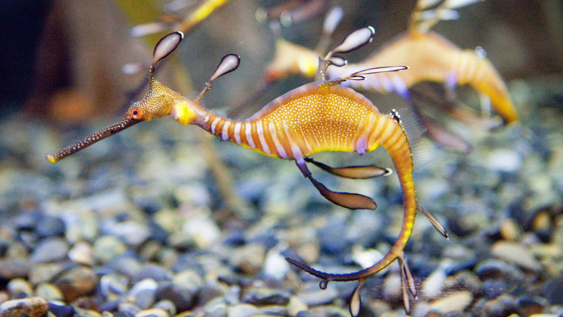 Australia Mysterious creatures seen on the coast of Australia experts surprised to see dead seadragon