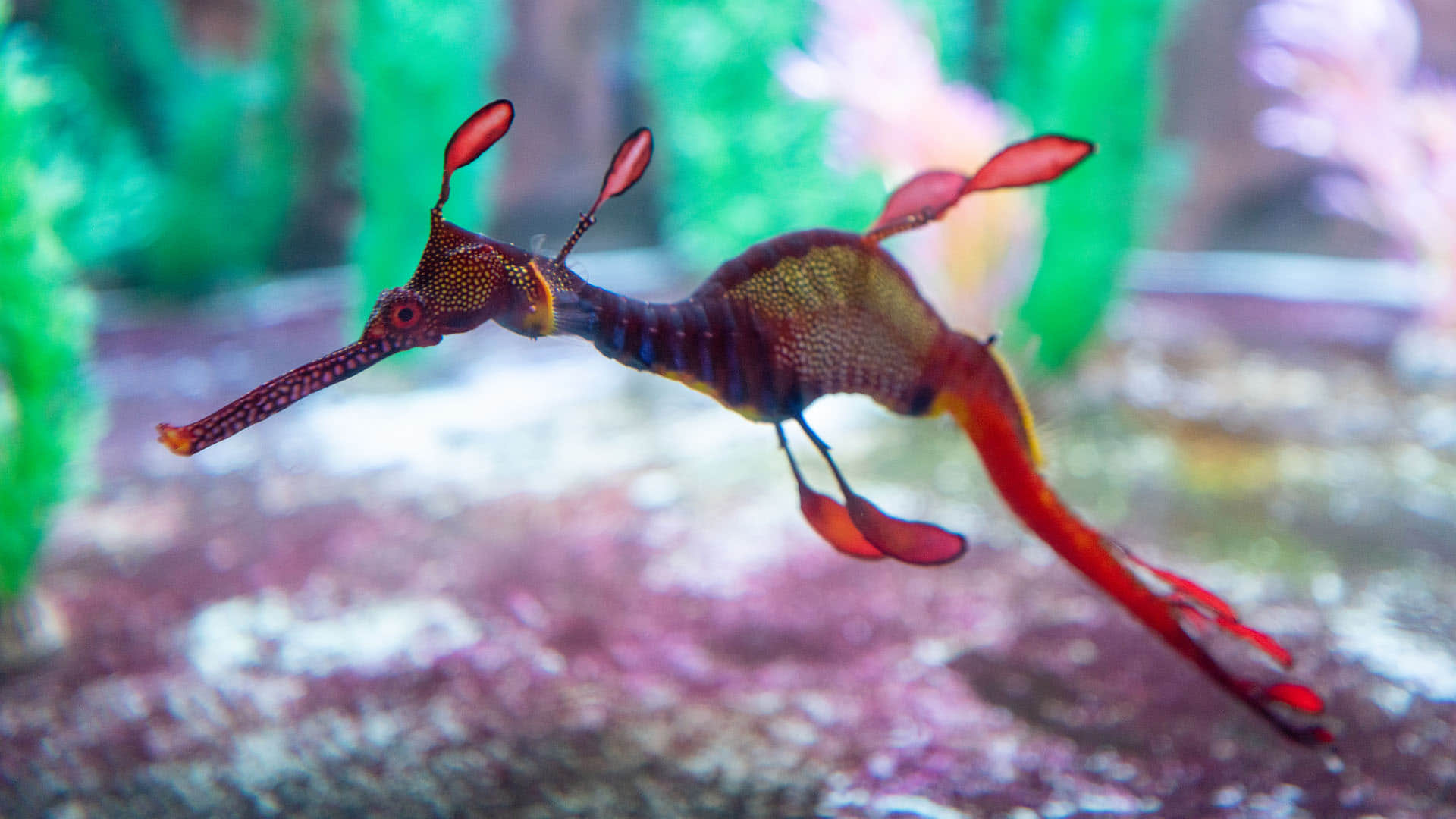 Australia Mysterious creatures seen on the coast of Australia experts surprised to see dead seadragon