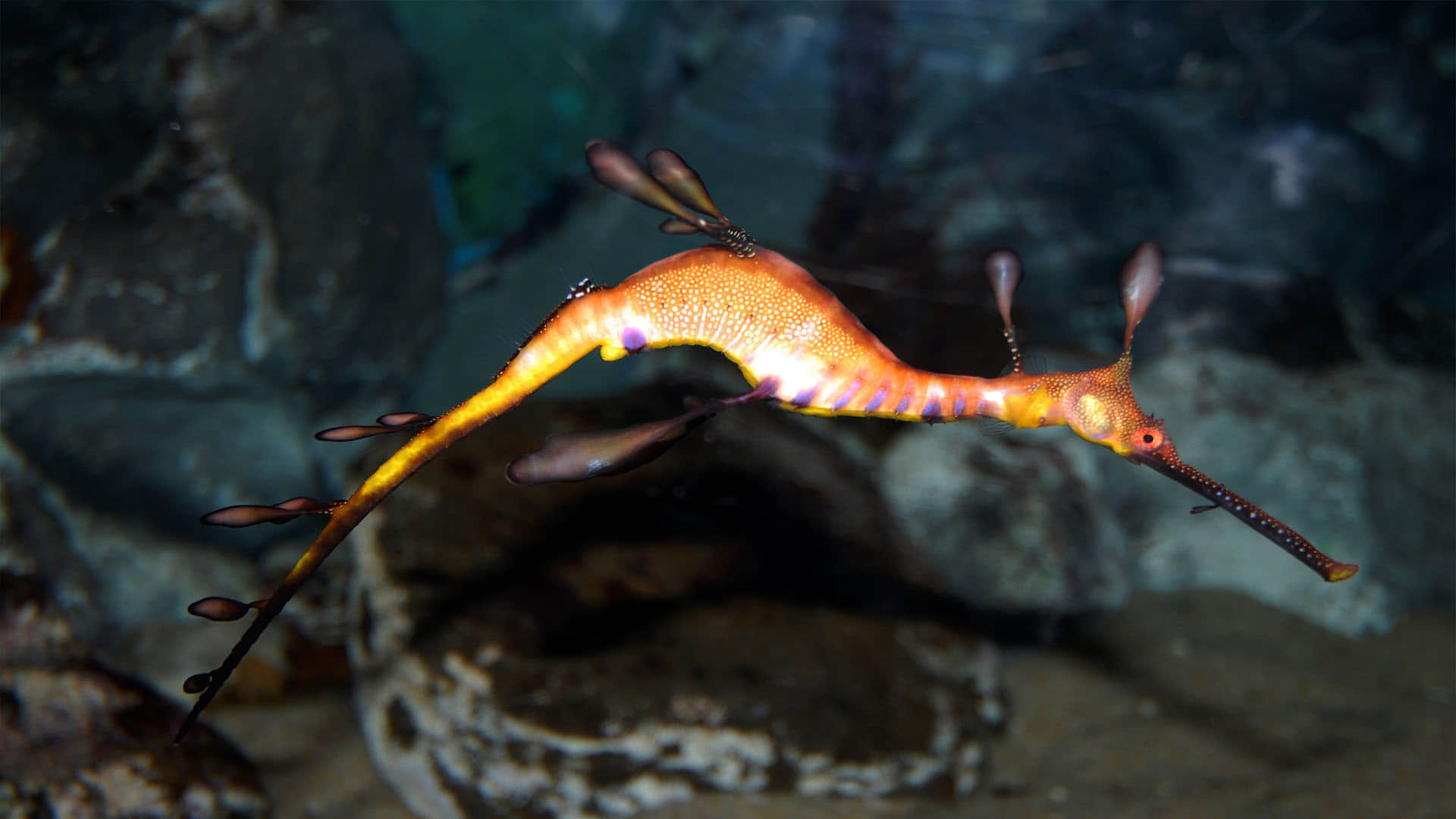 Australia Mysterious creatures seen on the coast of Australia experts surprised to see dead seadragon