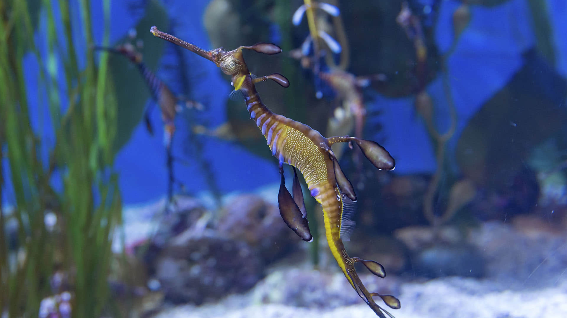 Australia Mysterious creatures seen on the coast of Australia experts surprised to see dead seadragon