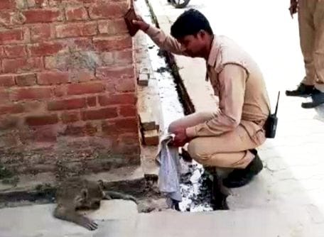 monkey,crime news,fatehpur