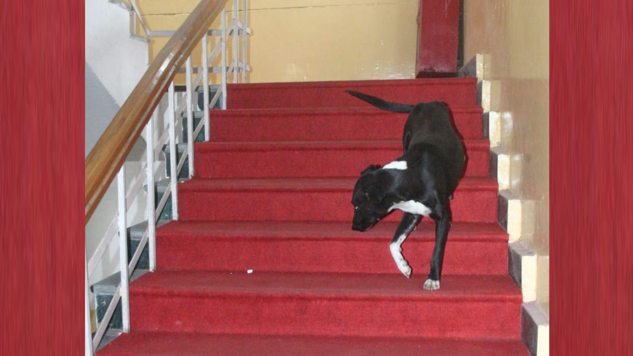 Lucknow nagar nigam will appeal inSupreme court over catching on street dogs.