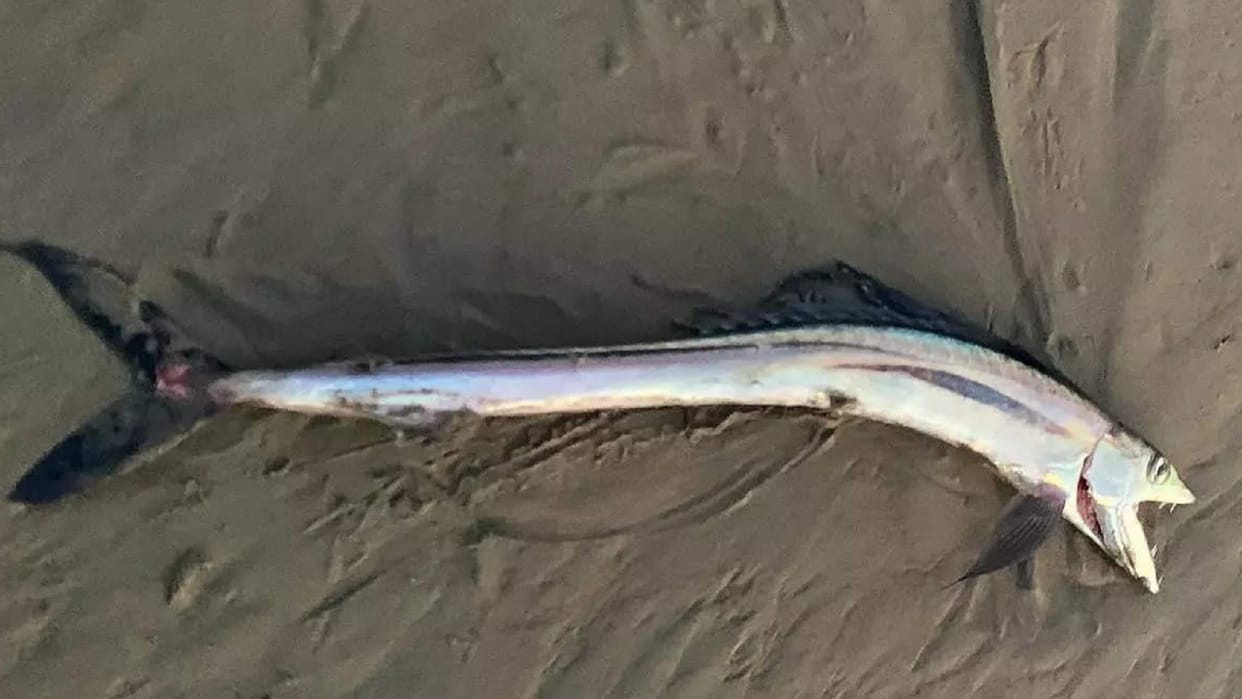 Dracula found on the beach in California america read these important news