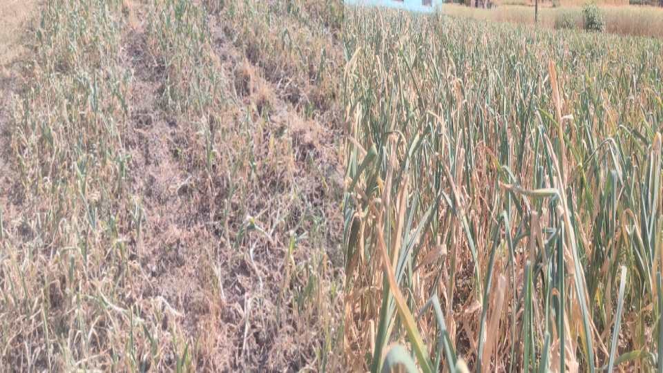 Drought hit: 60 percent of garlic crop wasted in Himachal, farmers worried