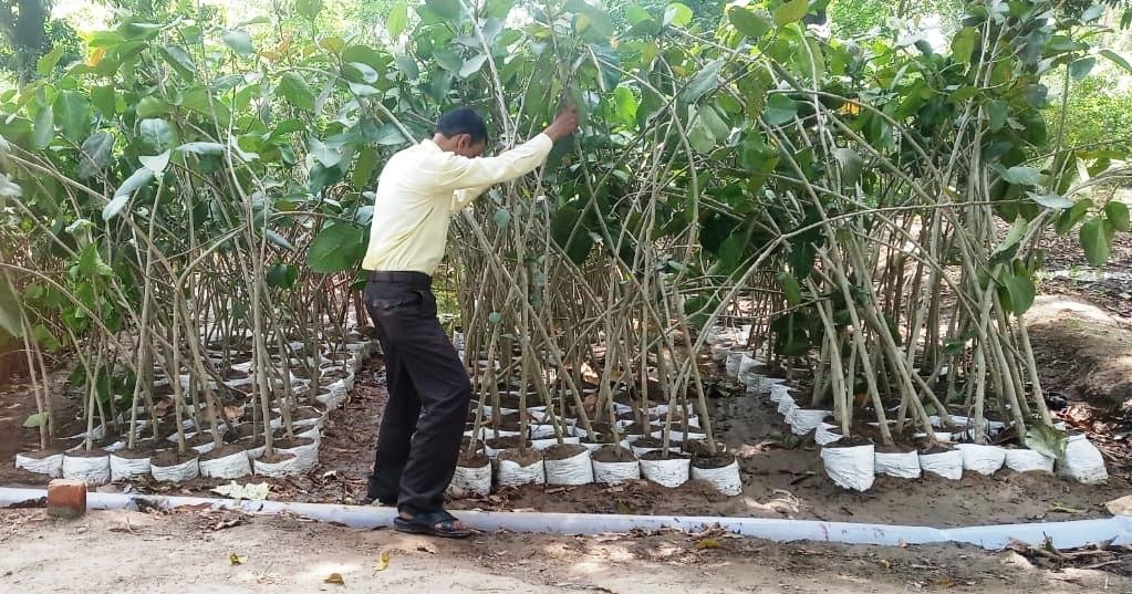 preparing for plantation in kasganj