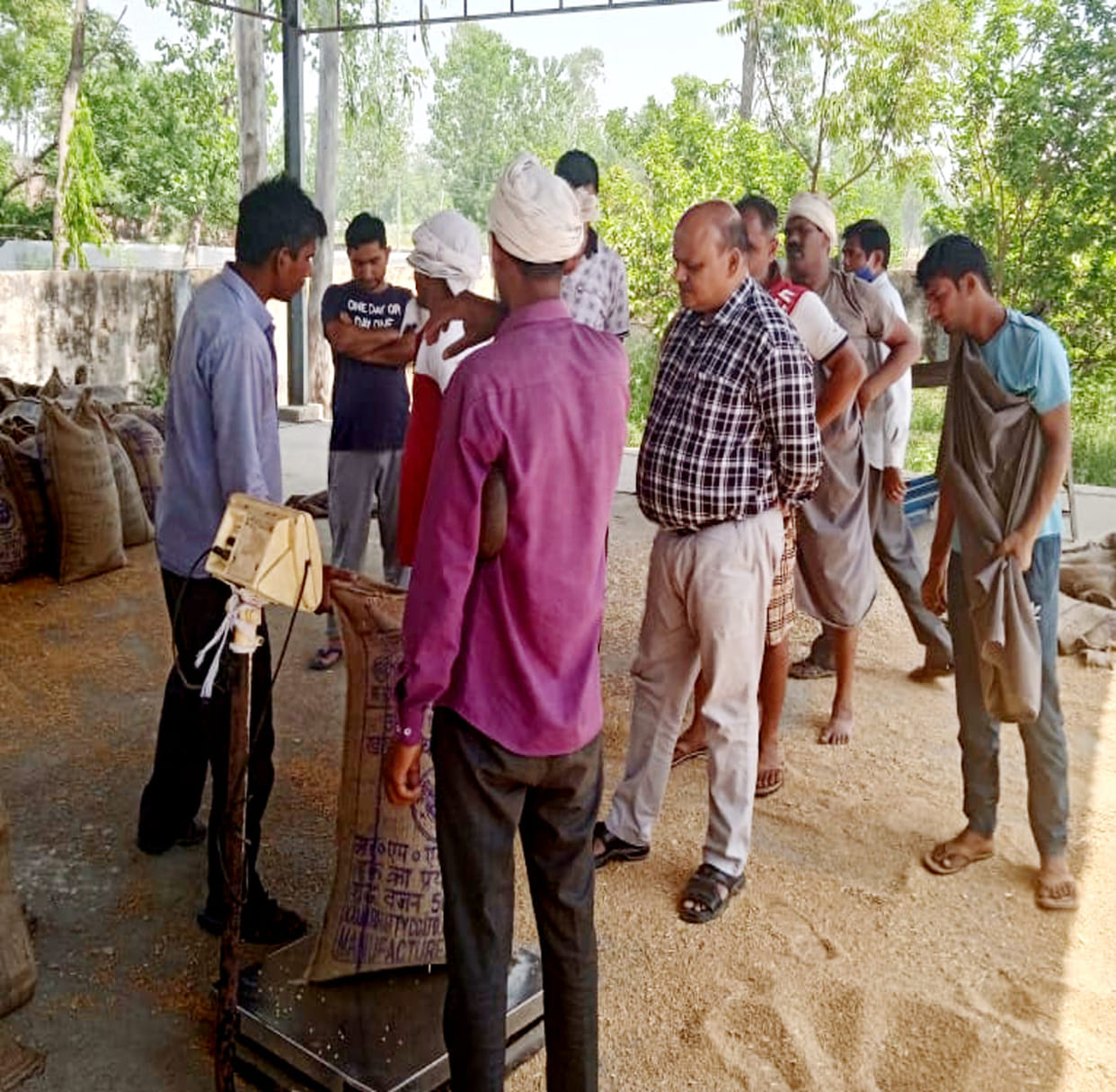 Government procurement of wheat is not catching the pace