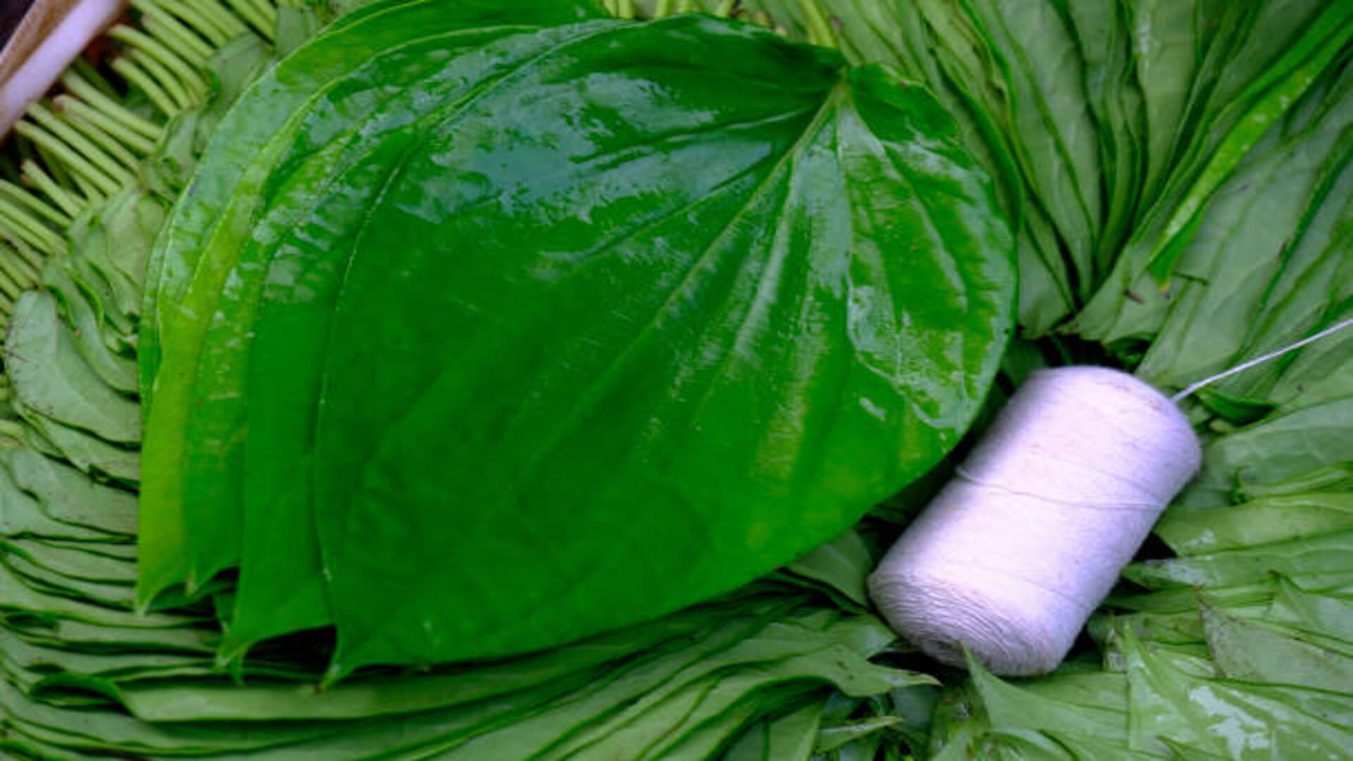 Astrology: Betel Leaves Totka for Luck Will Change Your Luck As soon As Do in Hindi