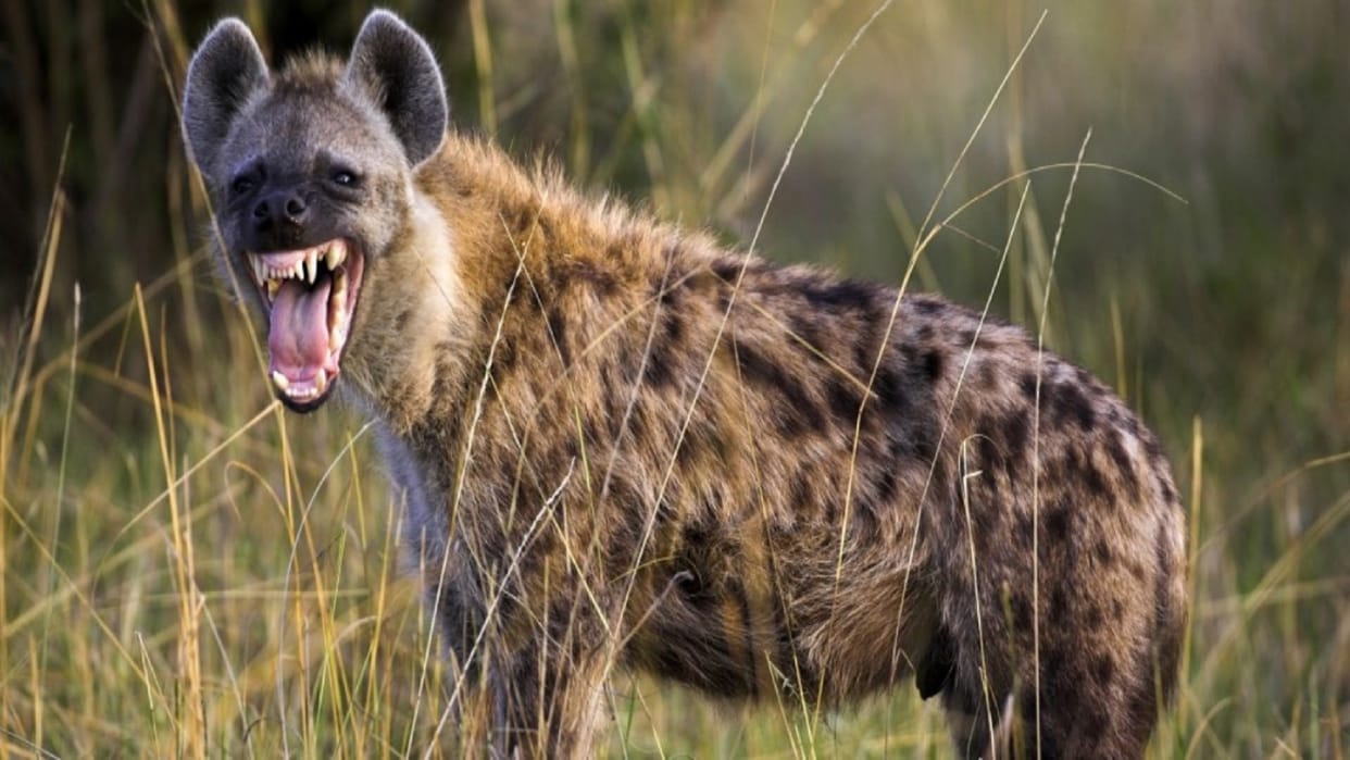 Three villagers injured in hyena attack in Jhansi