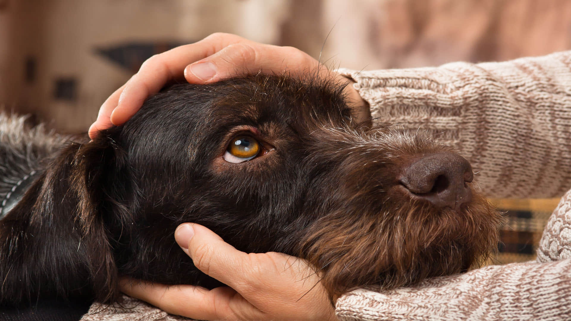 why humans life longer than animals scientists reveal mystery