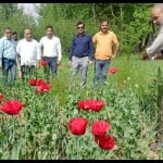 अफीम की अवैध फसल को नष्ट करवाते अधिकारी।