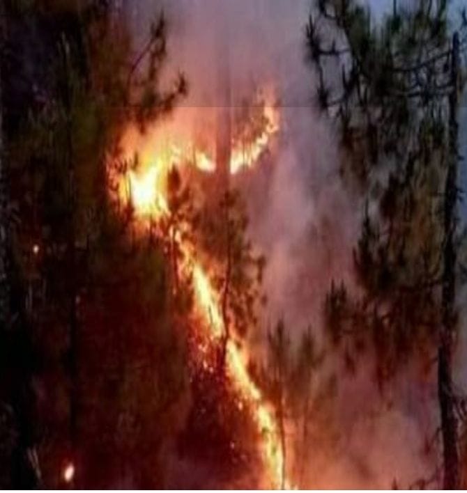 Fire in the jungle.
