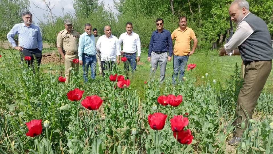 Customs Department destroyed illegal opium crop at 23 places in Pulwama