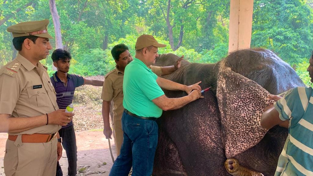 Health of elephants checked in Dudhwa