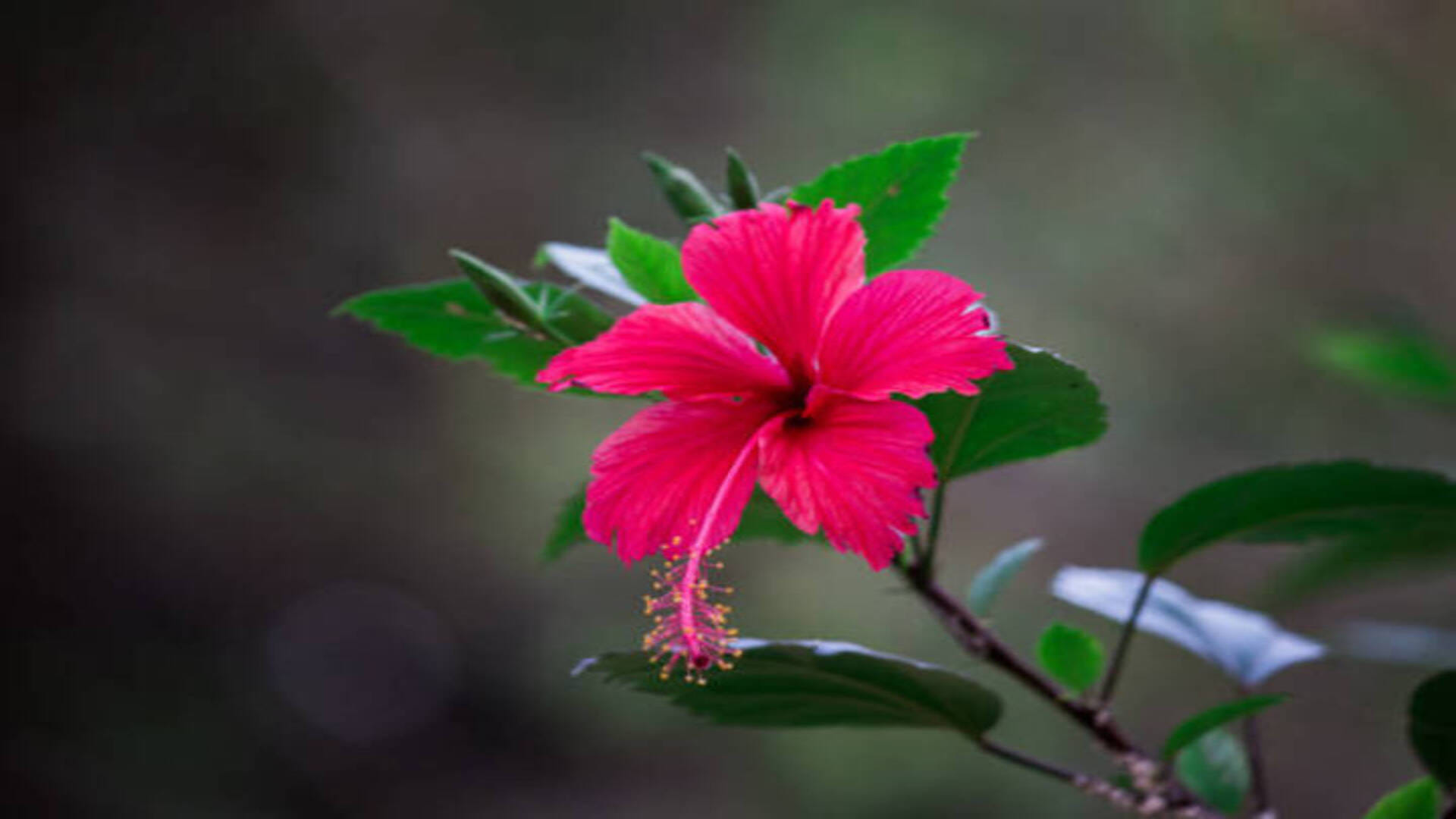 Vastu Tips Gudhal Ke Phool Ke Upay: Hibiscus Flower Will Bring Wealth and Prosperity