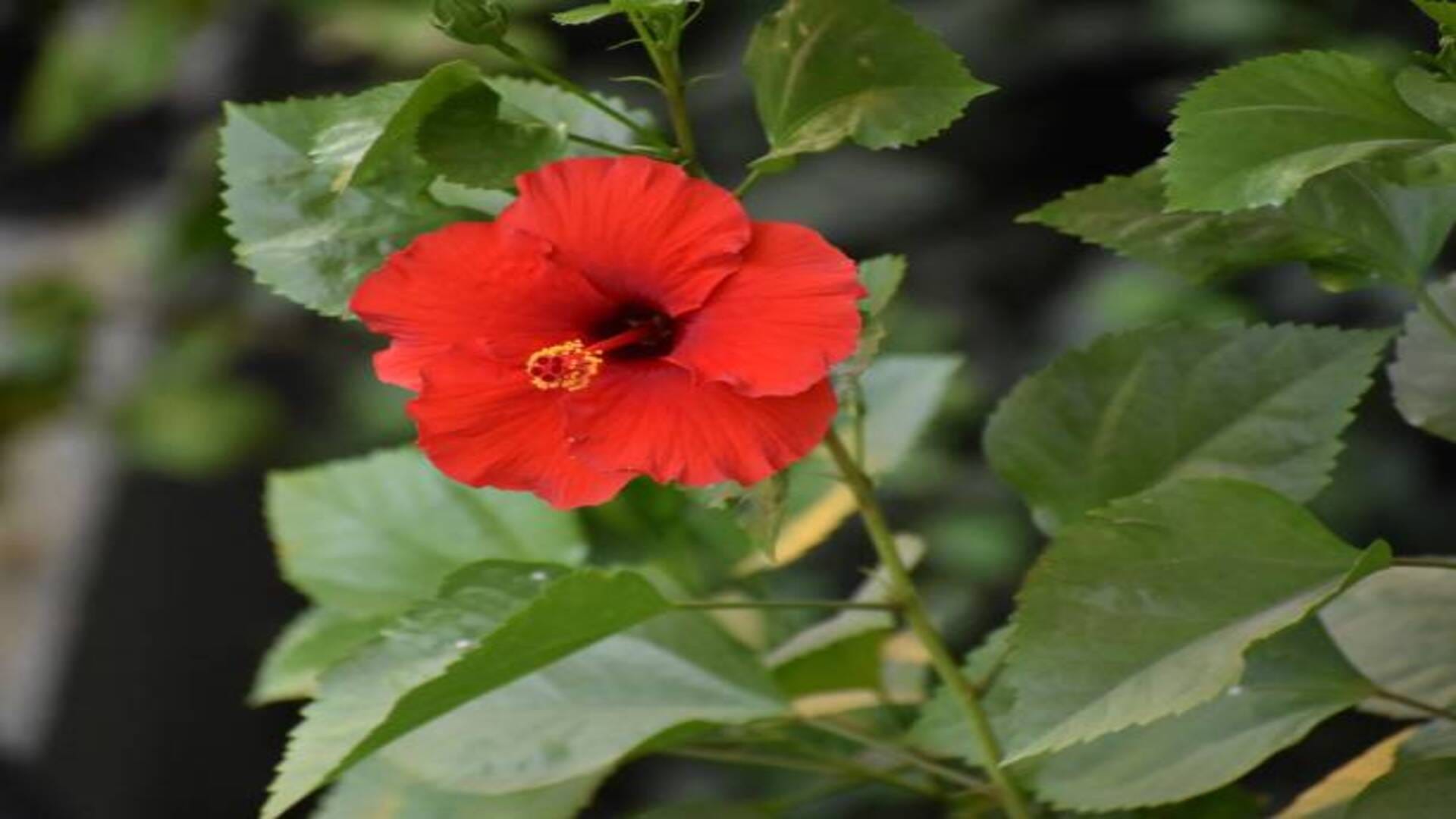 Vastu Tips Gudhal Ke Phool Ke Upay: Hibiscus Flower Will Bring Wealth and Prosperity