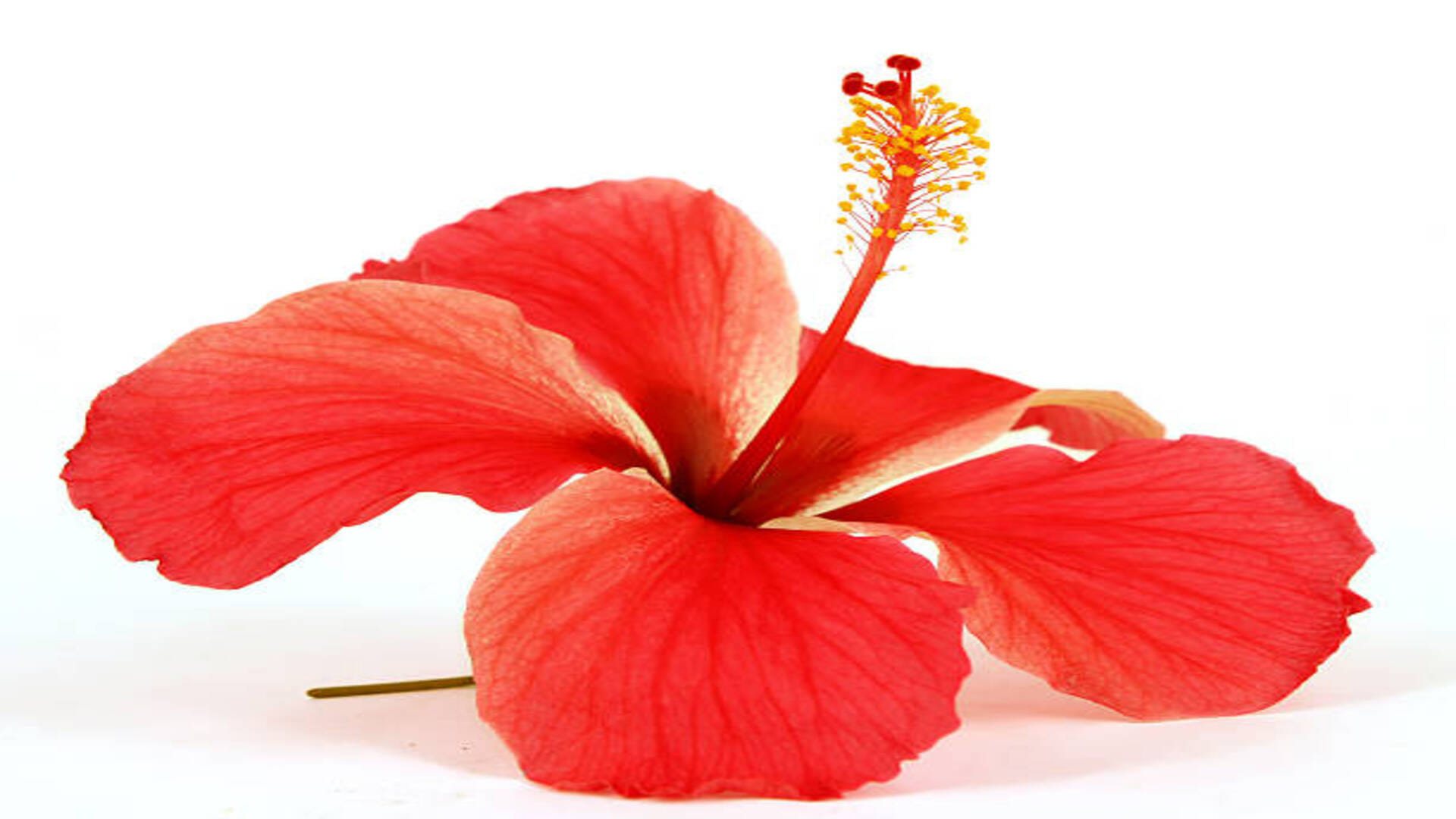 Vastu Tips Gudhal Ke Phool Ke Upay: Hibiscus Flower Will Bring Wealth and Prosperity