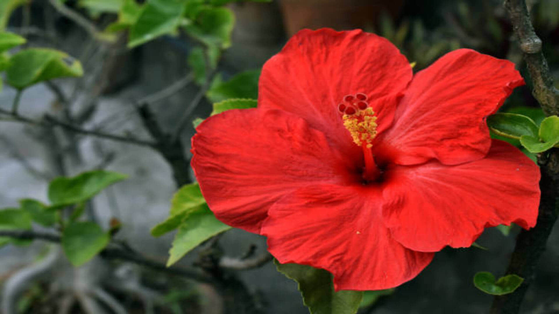 Hibiscus Flower Benefits For Hair How To Use Know Gudhal Ka Phool Ke Fayde In Hindi