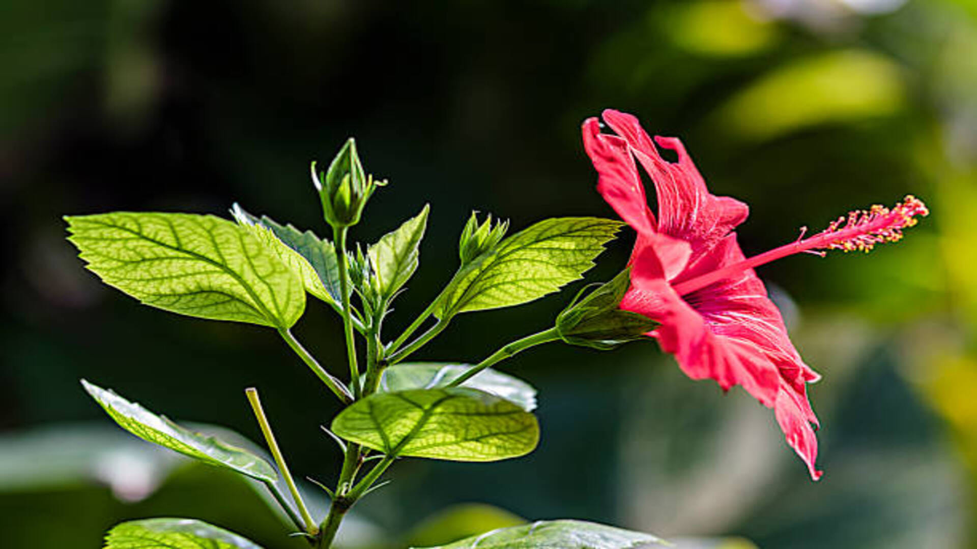 Beauty Tips Gudhal Flower Benefits for Hair Fall How to Use Hibiscus for Healthy and Long Hair in Hindi