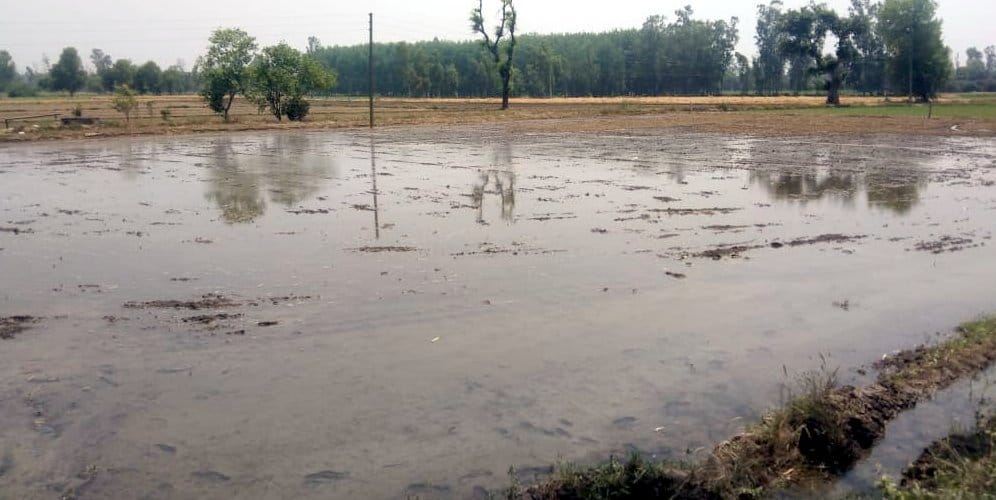 Basmati 1509 paddy transplanting started with the harvesting of wheat